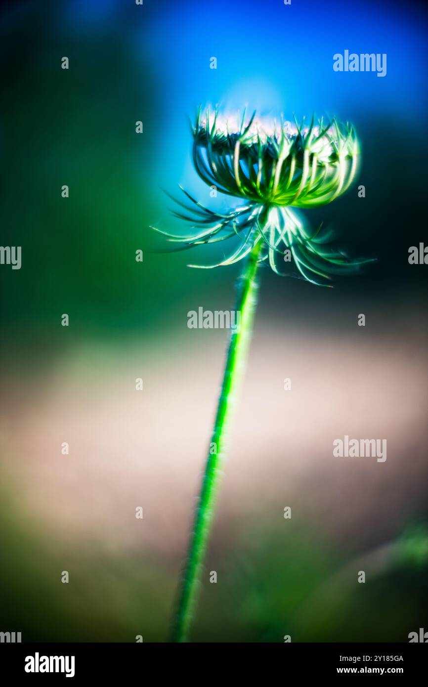 Ein Nahfoto der Daucus-Carota-Pflanze, aufgenommen mit einem Leica Noctilux-Objektiv, mit leuchtenden Farben und einem traumhaften Bokeh-Effekt. Stockfoto