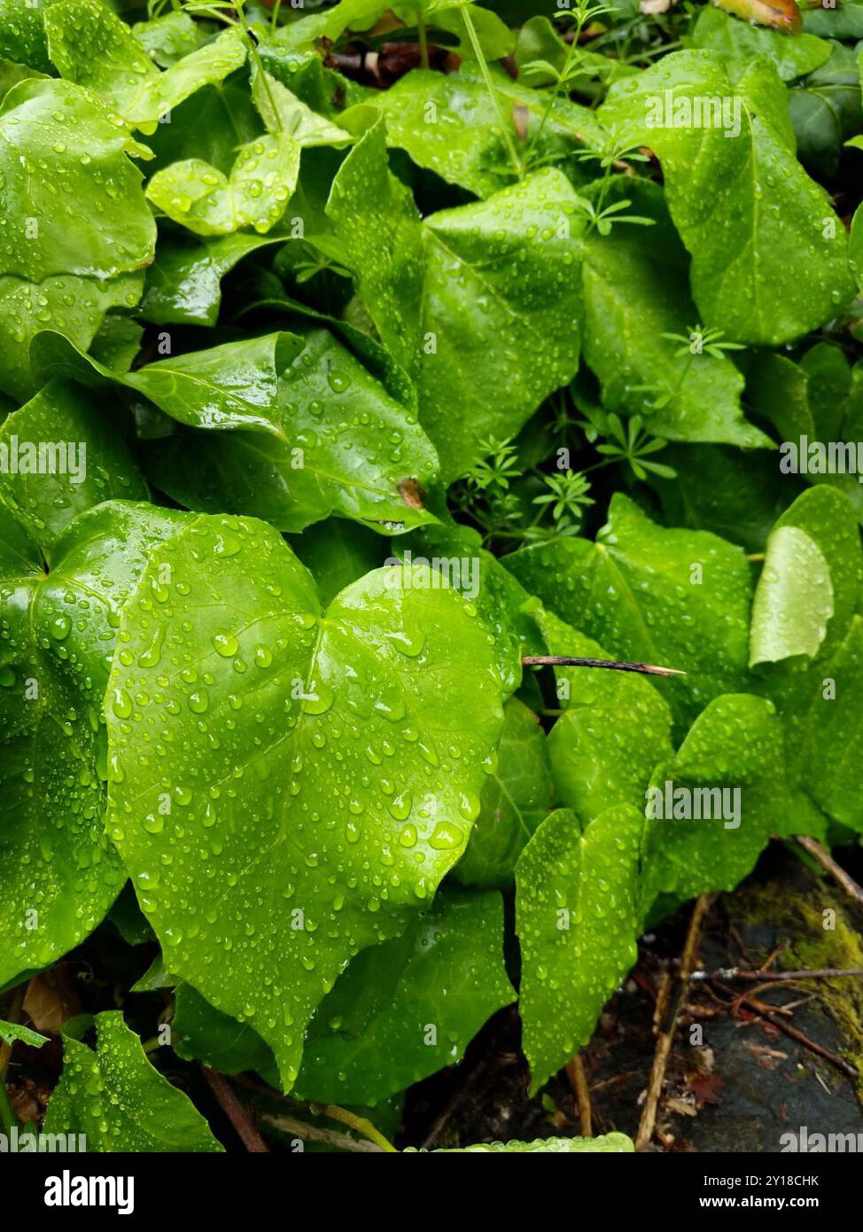 elefantenfuß stamm Elefantenfuß | kaufen main image 0