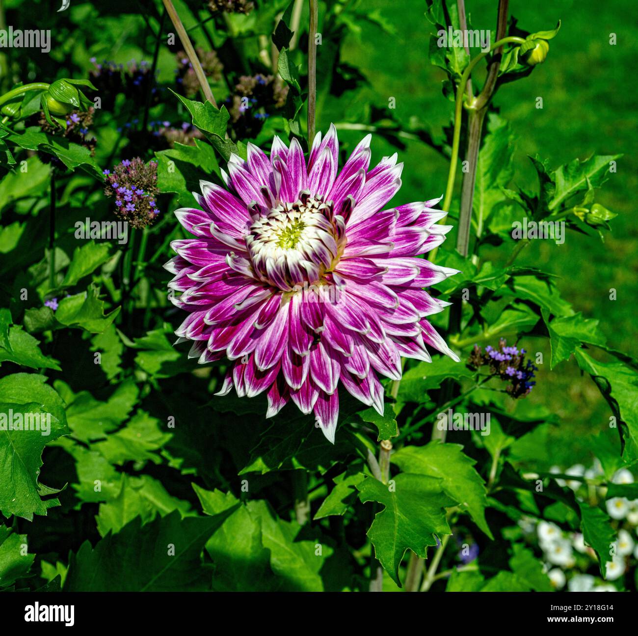 Die Dahlia (Name Vancouver) im Dahliengarten Baden Baden in der Nähe der lichtentaler Gasse. Baden Baden, Baden Württemberg, Deutschland Stockfoto