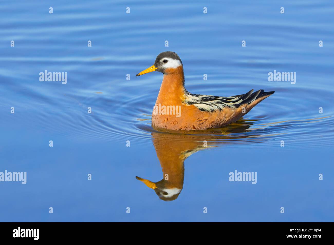 Rote Phalarope / graue Phalarope (Phalaropus fulicarius / Tringa fulicaria) weiblich im Zuchtgefieder schwimmend im Teich im Frühjahr, Svalbard, Norwegen Stockfoto