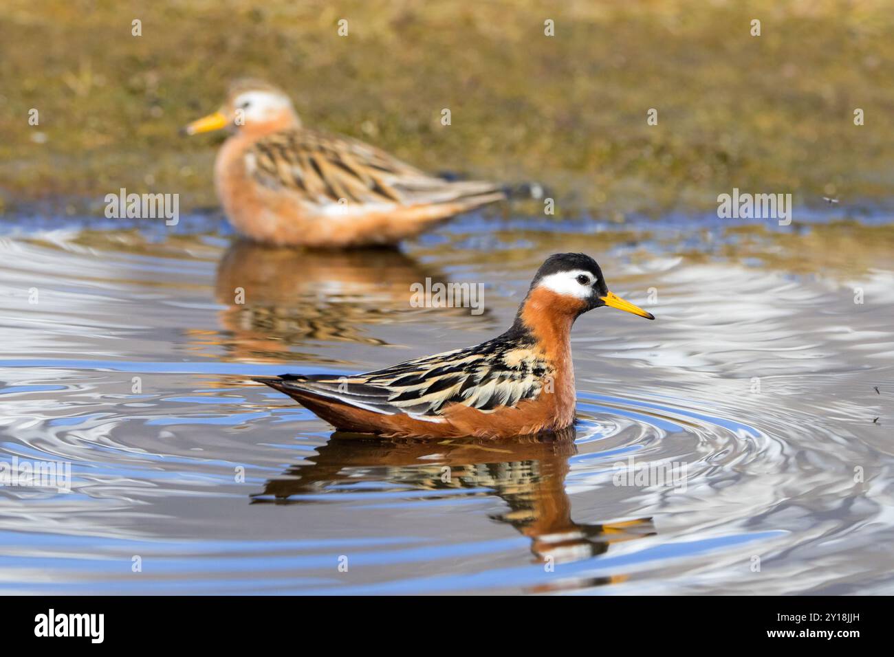 Roter Phalarope/grauer Phalaropus (Phalaropus fulicarius) Paar, weiblich und männlich im Zuchtgefieder im Teich auf der Tundra im Frühjahr, Svalbard, Norwegen Stockfoto