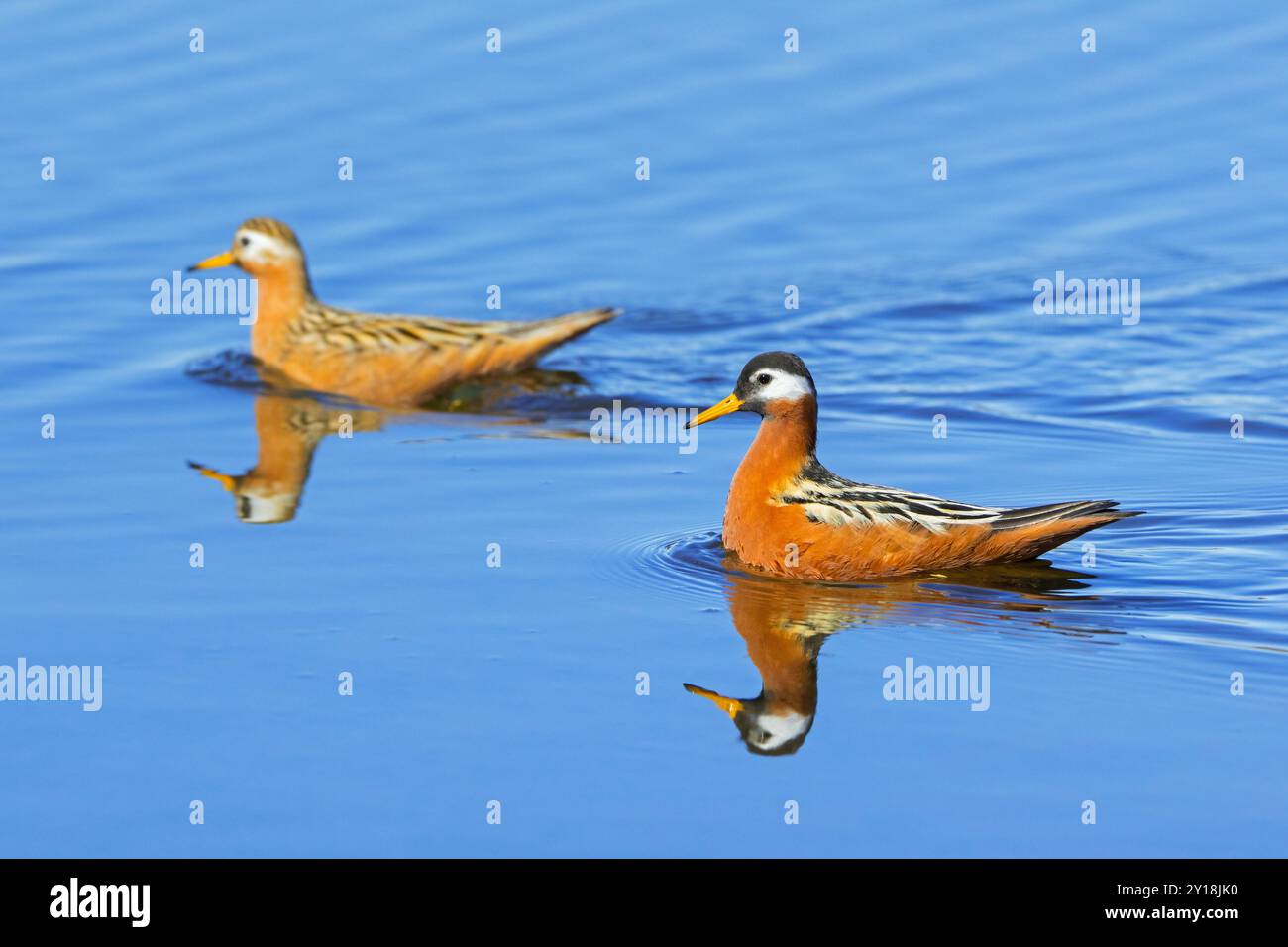 Roter Phalarope/grauer Phalaropus (Phalaropus fulicarius) Paar, weiblich und männlich im Zuchtgefieder im Teich auf der Tundra im Frühjahr, Svalbard, Norwegen Stockfoto