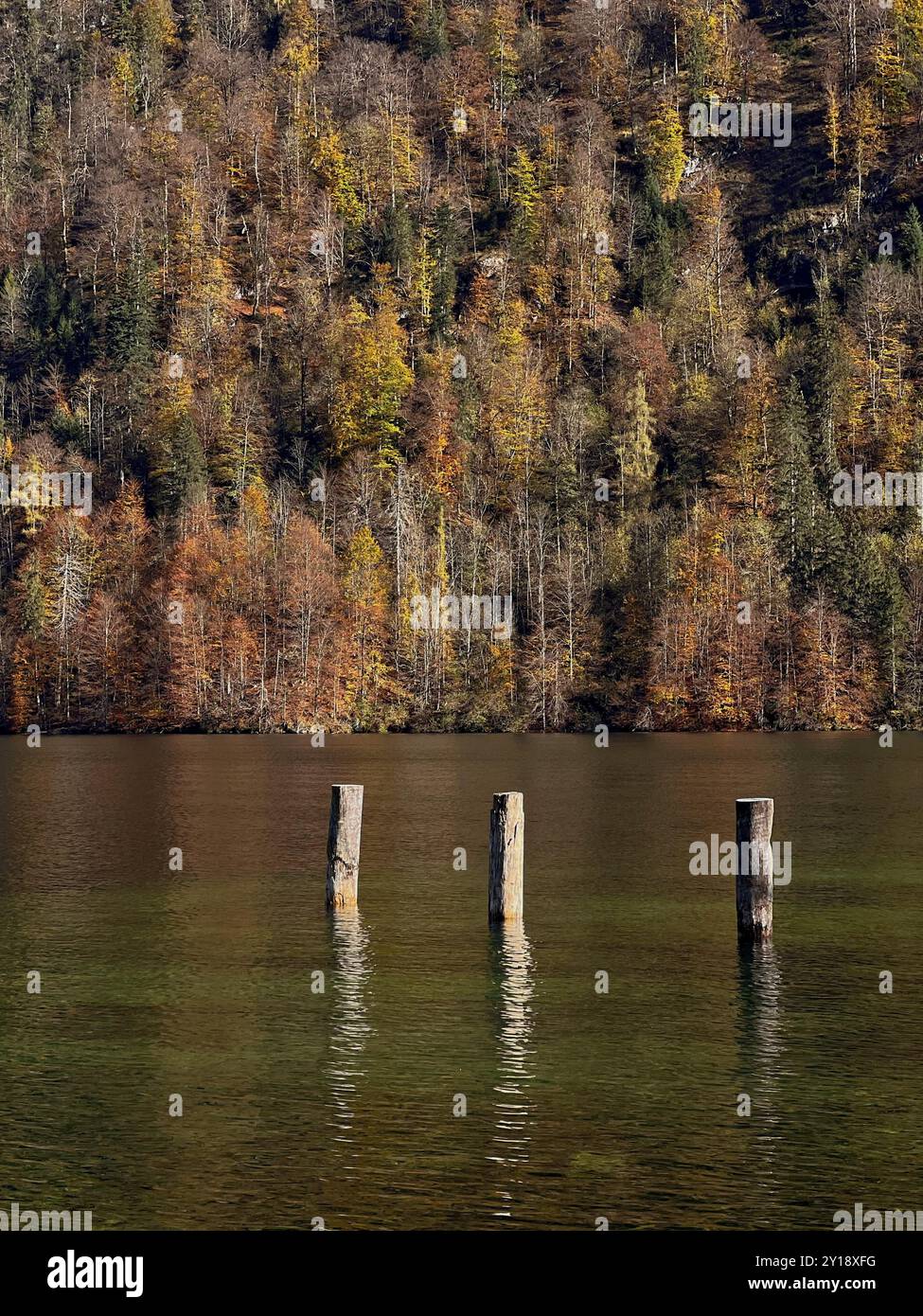 Holzstapel ragen aus dem Wasser. Bäume mit herbstlichen Blättern spiegeln sich im See. Königssee-Ufer. Stockfoto