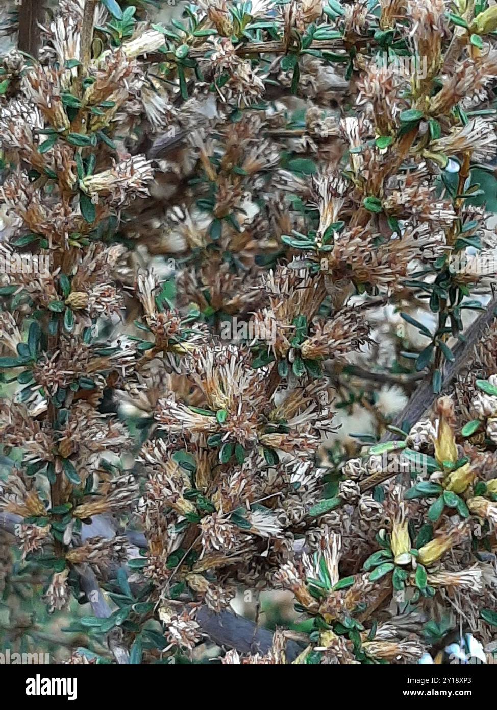 Küstenbaum Gänseblümchen (Olearia solandri) Plantae Stockfoto