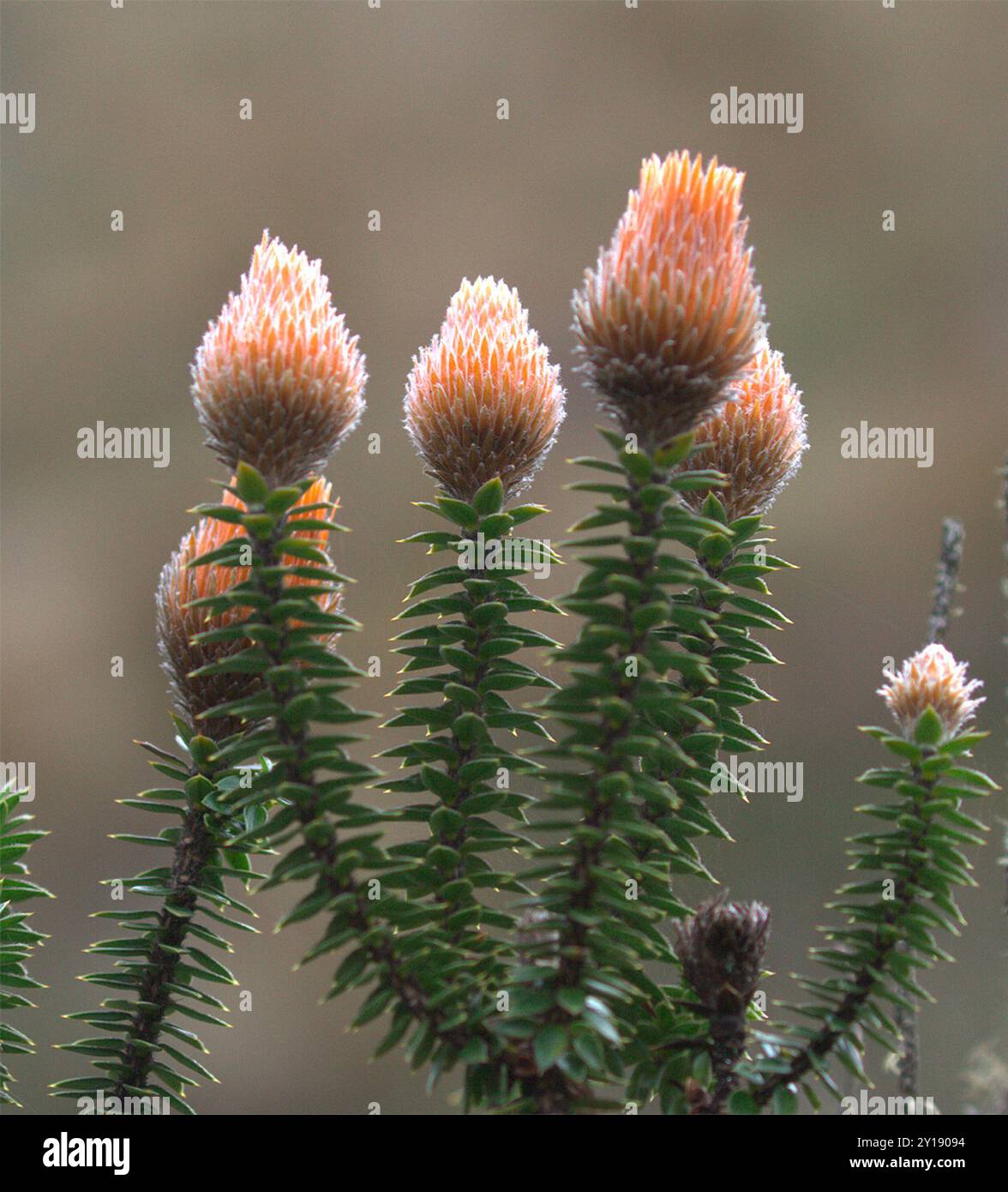 Chuquiragua (Chuquiraga jussieui) Plantae Stockfoto