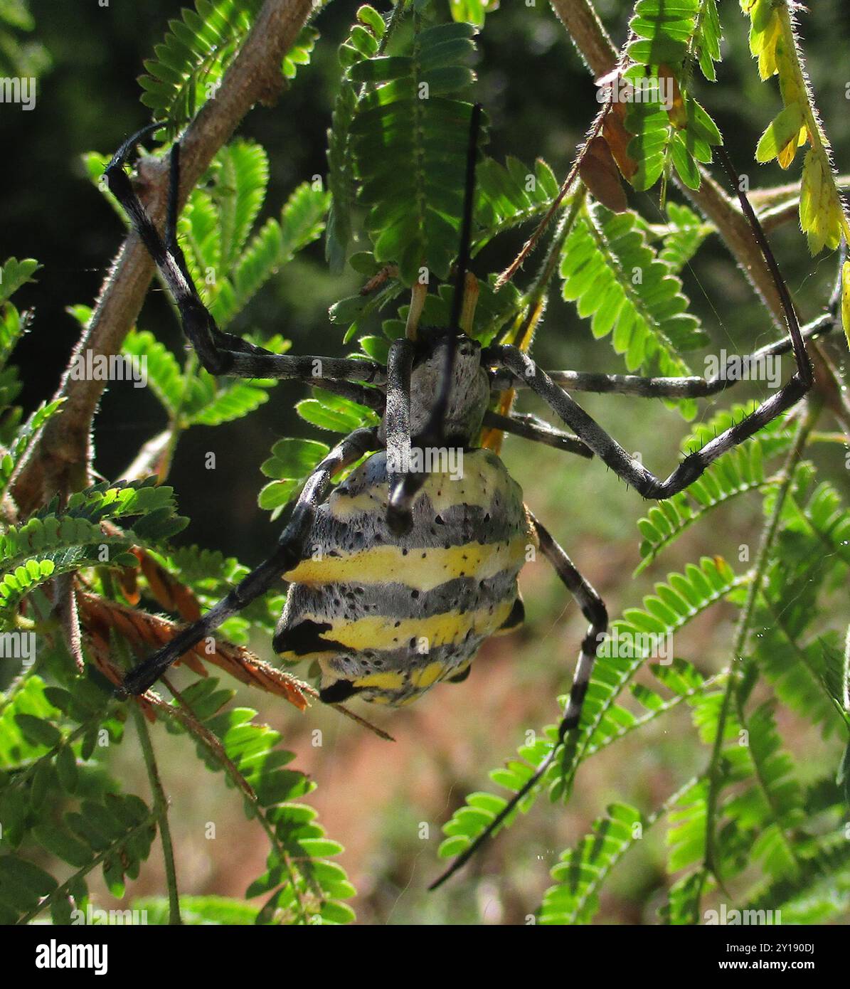 Common Garden Orbweb Spider (Argiope australis) Arachnida Stockfoto