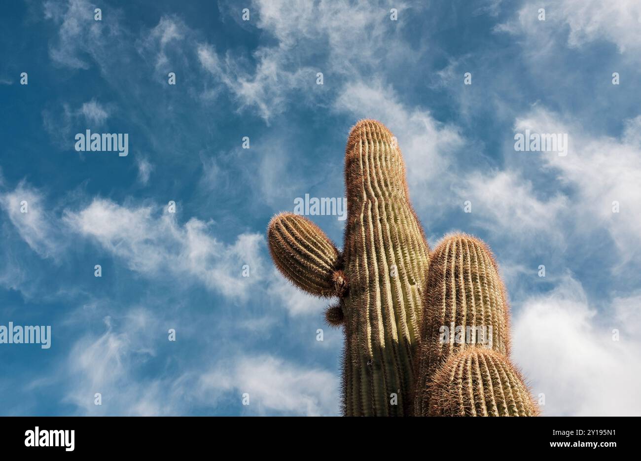 Niedrigwinkelansicht eines Kaktusses vor blauem Himmel Stockfoto