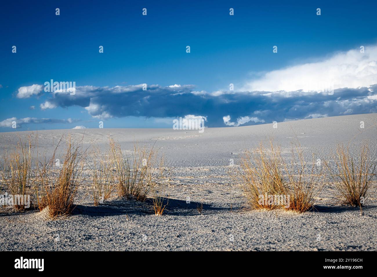 Präriegasklumpen im White Sands National Park in der Nähe von Alamogordo, New Mexico. Stockfoto