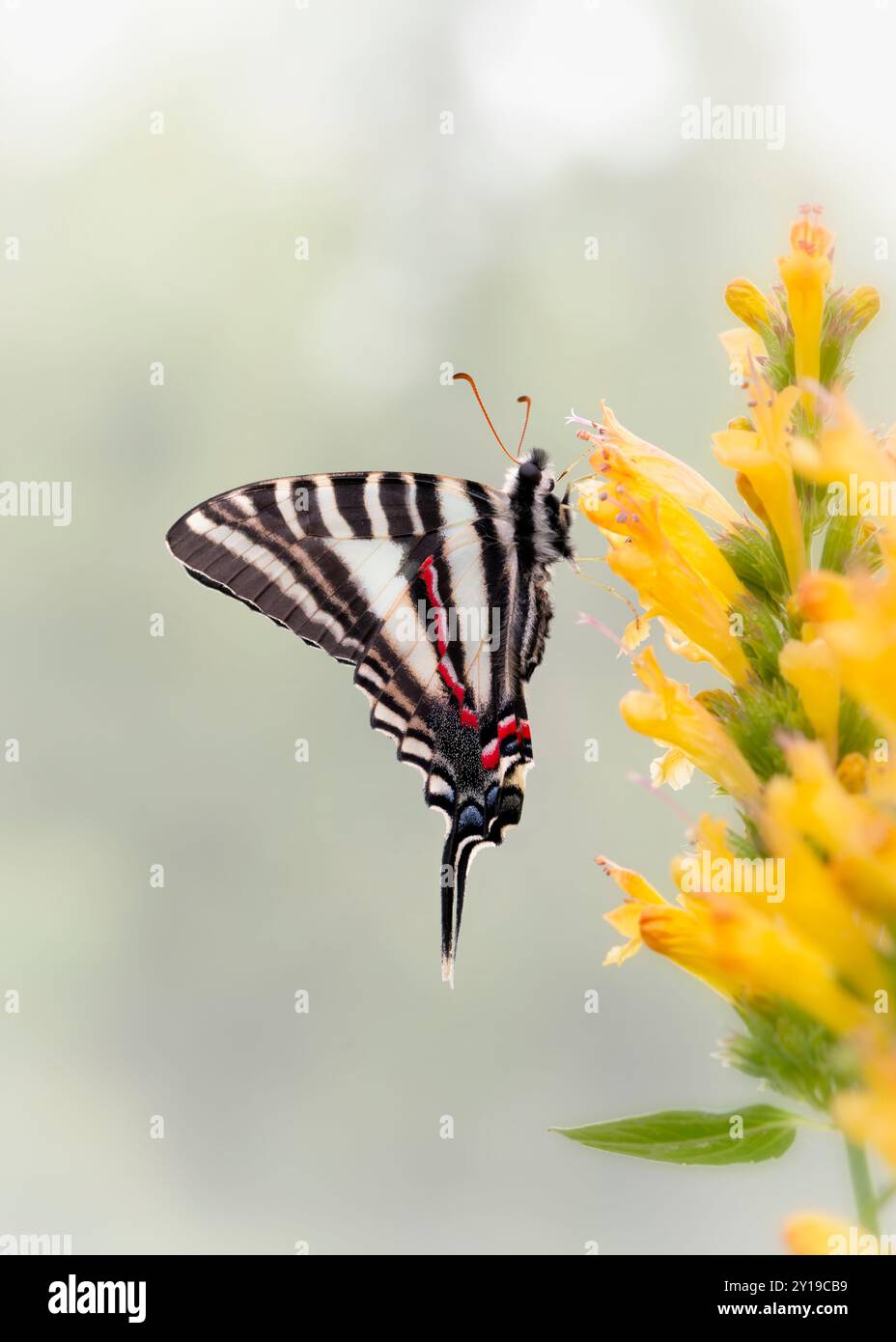 Makro eines Zebras/Drachen-Schmetterlings (Eurytides marcellus), der auf einer gelben salvia-Blume ruht - Seitenansicht mit geschlossenen Flügeln Stockfoto