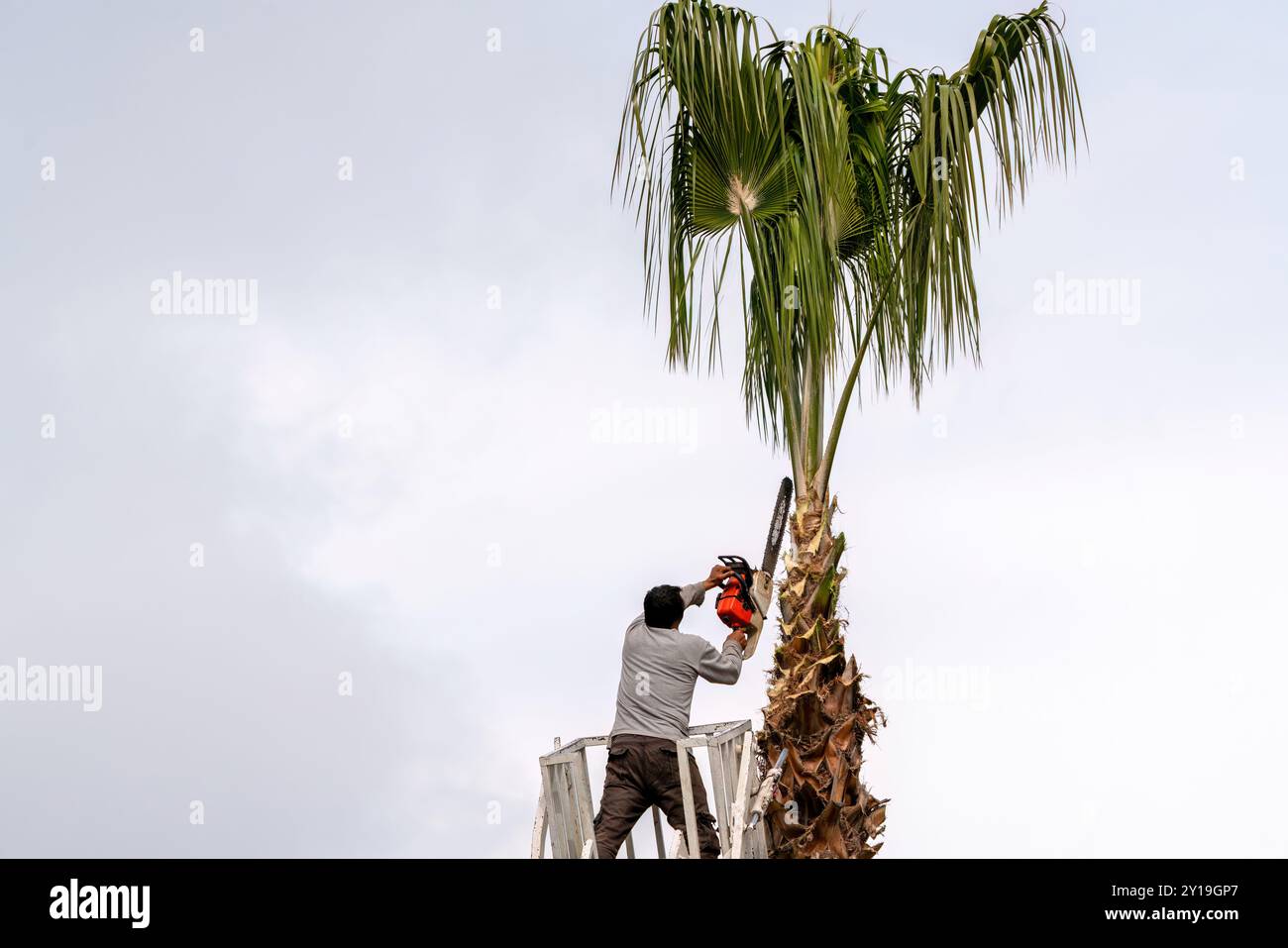 Arbeiter, der eine Palme mit einer Baumsäge beschneidet Stockfoto