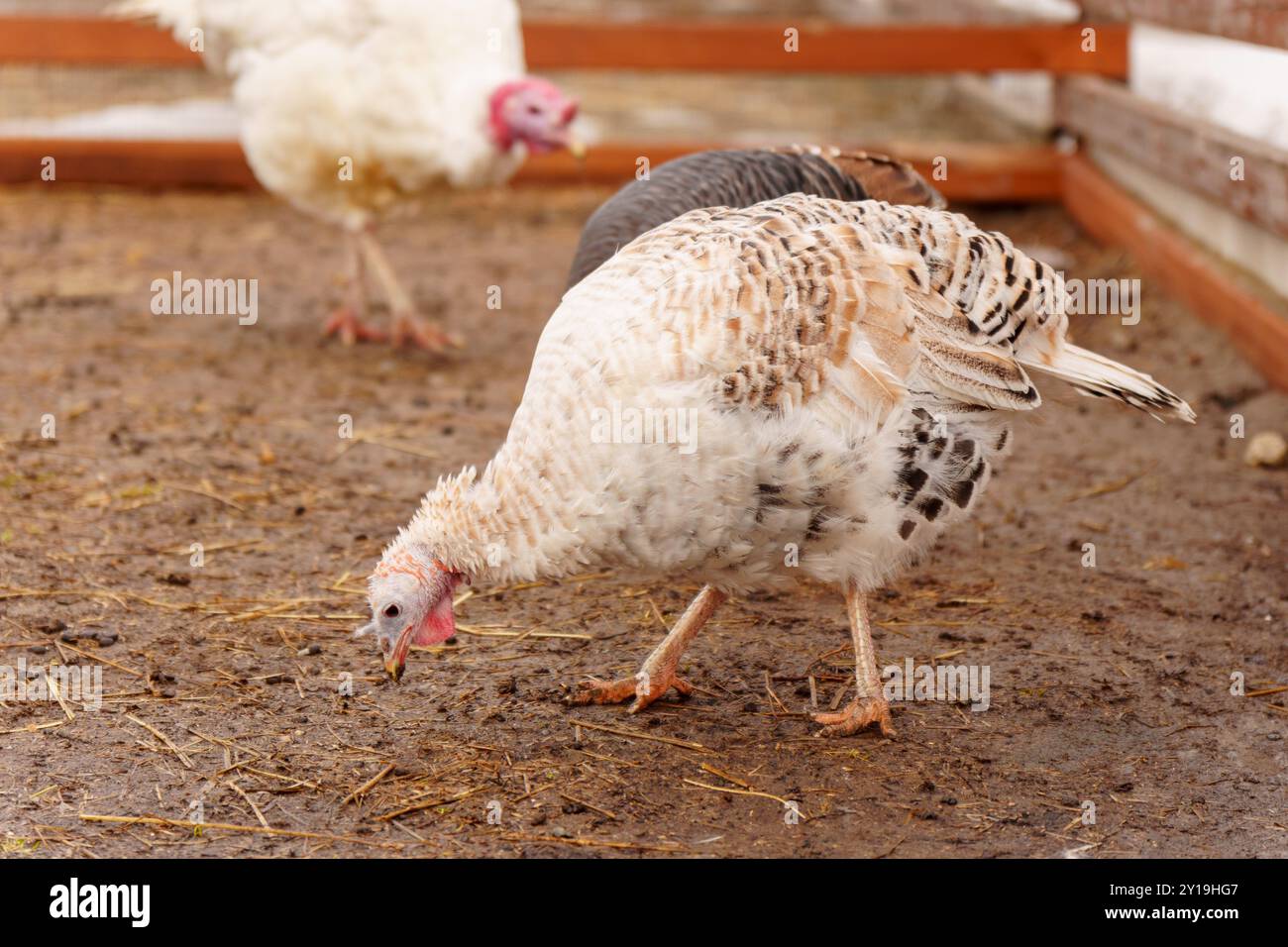 Truthahnfarm, Nahaufnahme der türkei, truthahnzuchtkonzept. Selektiver Fokus Stockfoto