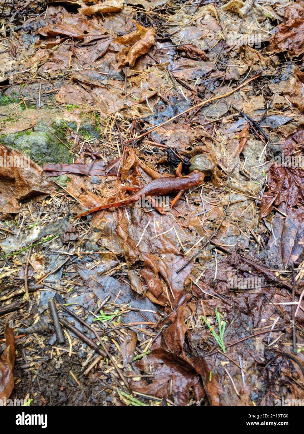 Sierra Newt (Taricha sierrae) Amphibia Stockfoto