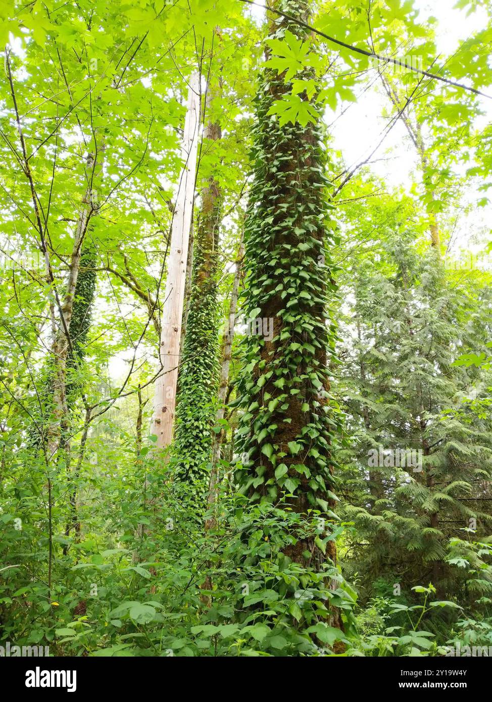 Persischer efeu hedera colchica -Fotos und -Bildmaterial in hoher Auflsung   Alamy