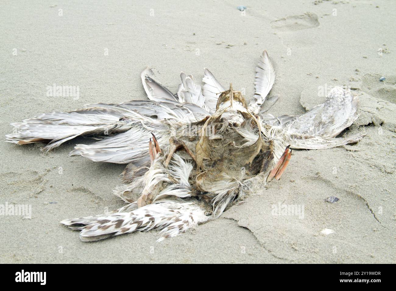 Kadaver einer toten Möwe, wahrscheinlich Opfer der Vogelgrippe, am Strand angespült Stockfoto