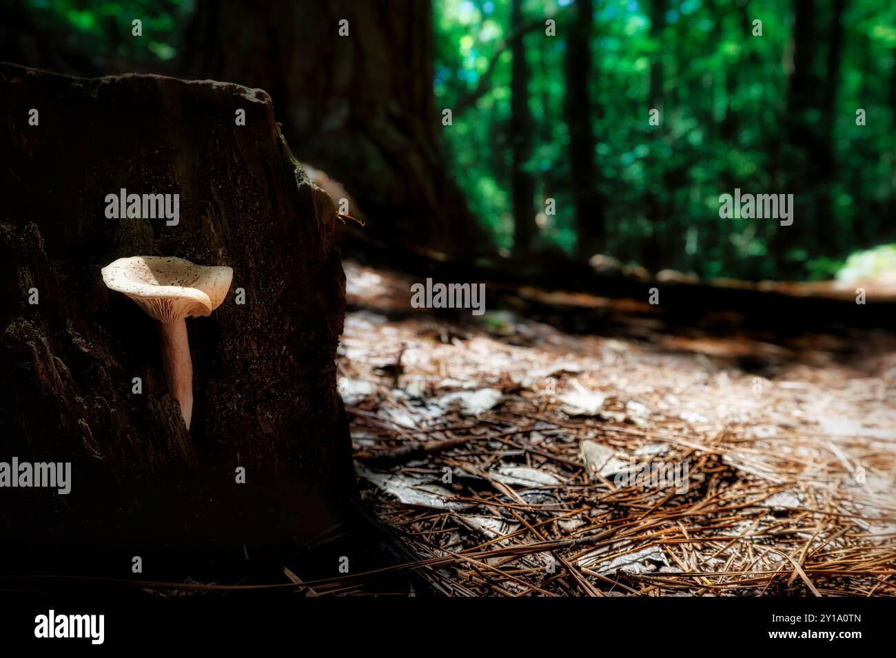 Ein einzelner Pilz sitzt in einem Waldstumpf im First Landing State Park in Virginia Beach, Virginia. Stockfoto