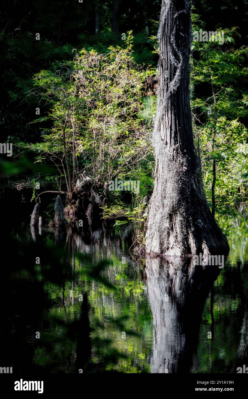 Spanisches Moos hängt an einem Baum im First Landing State Park in Virginia Beach, Virginia. Stockfoto