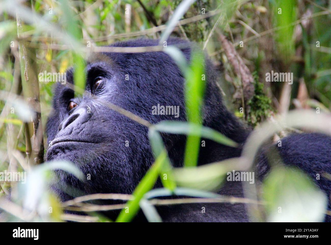 Atemberaubende Aussicht auf einen wilden männlichen Gorilla in den nebeligen Hügeln Ruandas. Stockfoto