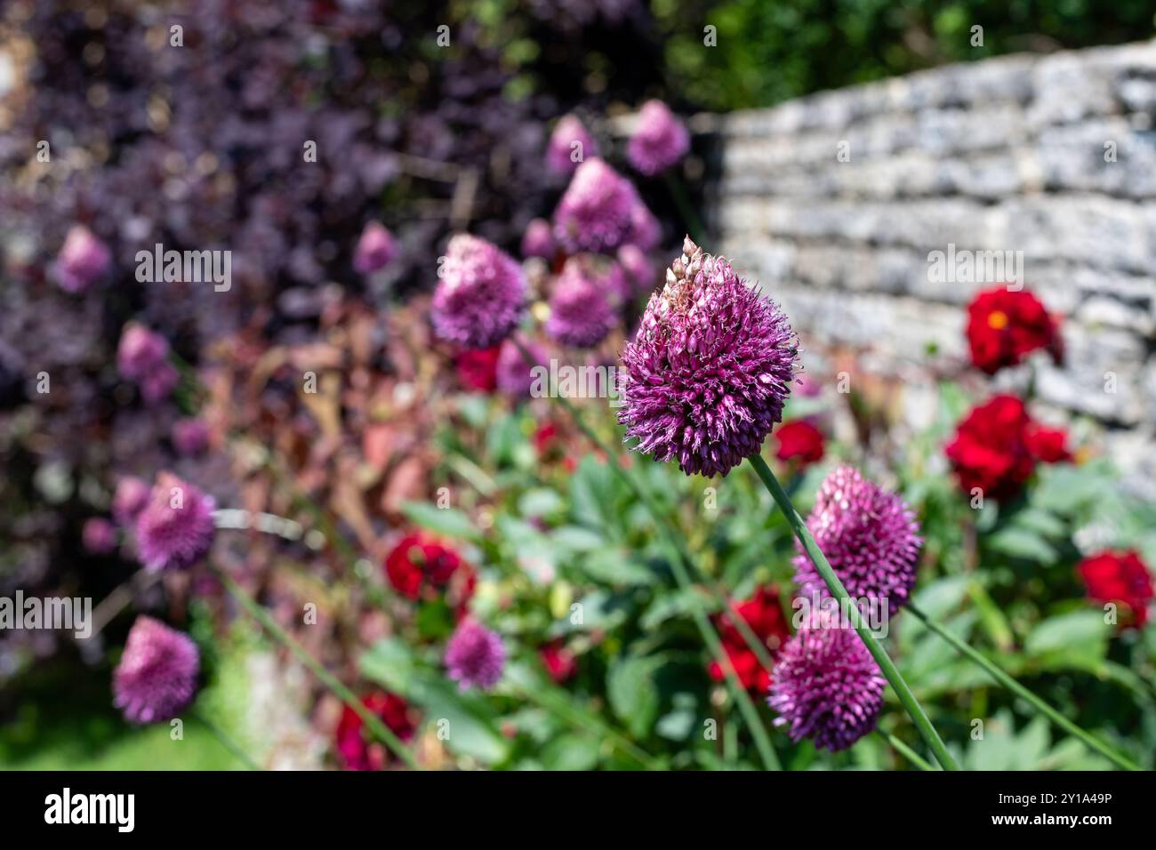 Nahaufnahme einer blühenden Knoblauchblume (allium sphaerocephalon) Stockfoto