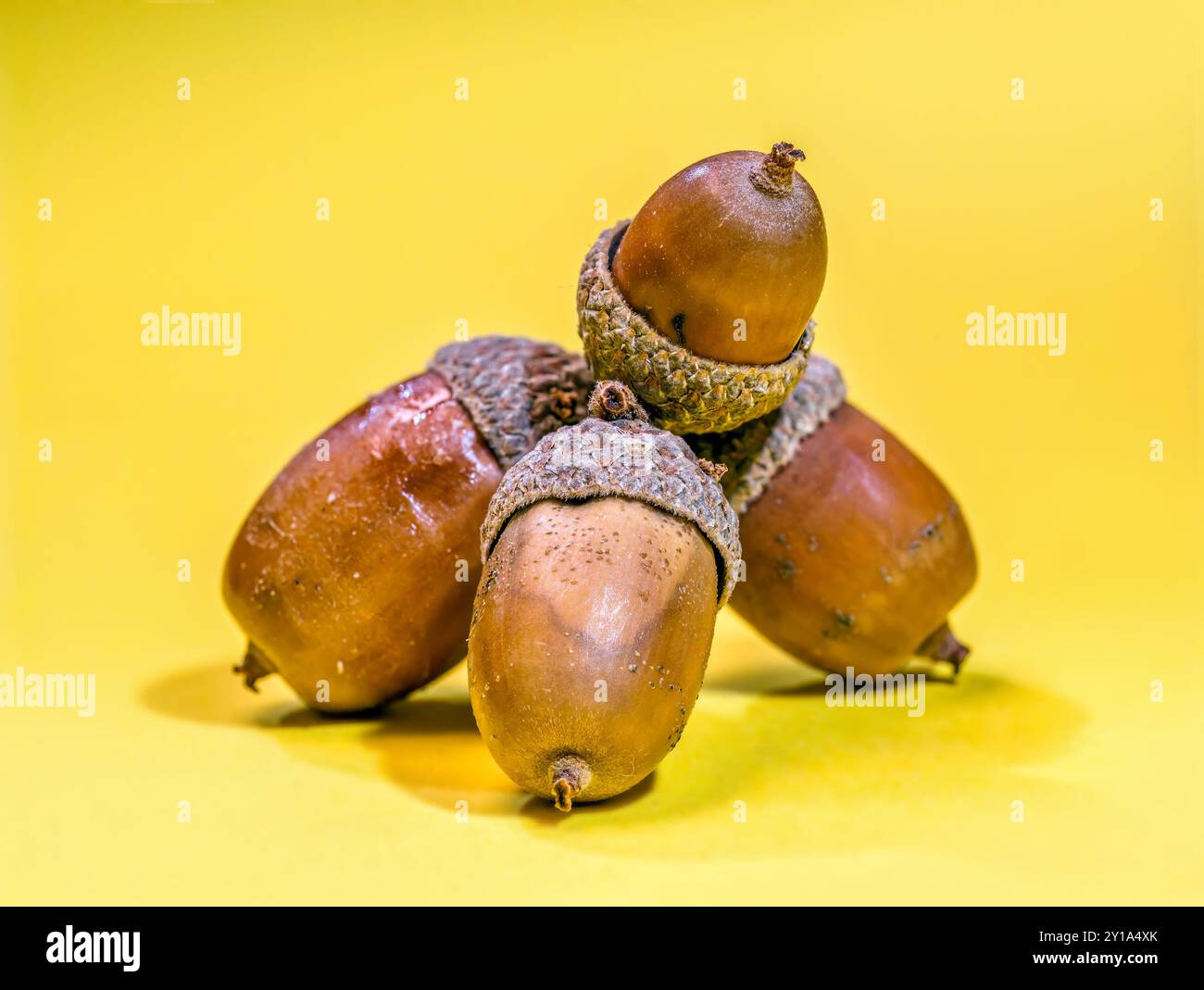 Ein Studio-Aufnahme einer Gruppe Eicheln auf gelbem Hintergrund Stockfoto