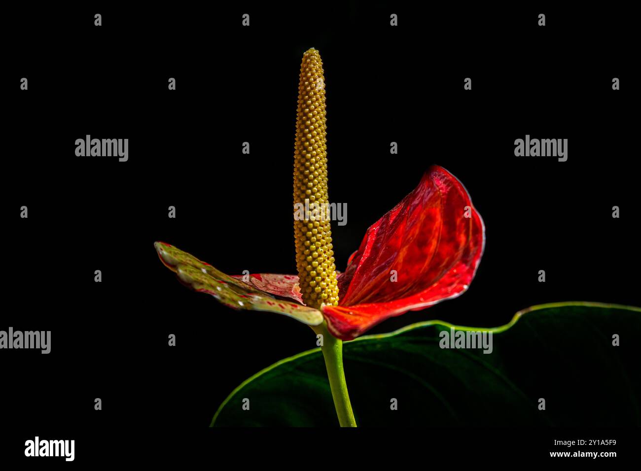 Hawaiianischer Roter Anthrum Stockfoto