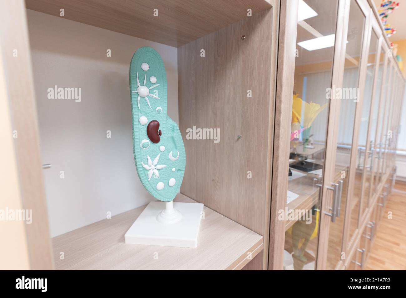 Das anatomische Modell der Ciliate im Biologie- oder Wissenschaftsunterricht. Paramecium caudatum ist eine Gattung von einzelligen Flimmerprotozoen und Bakterien. Hoher ph-Wert Stockfoto