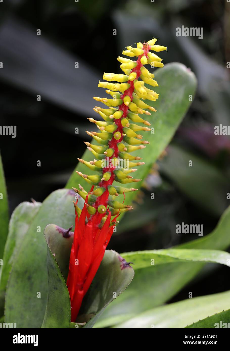 Bromelie, Aechmea nudicaulis, Bromeliaceae. Mexiko, Mittelamerika und Südamerika. Stockfoto
