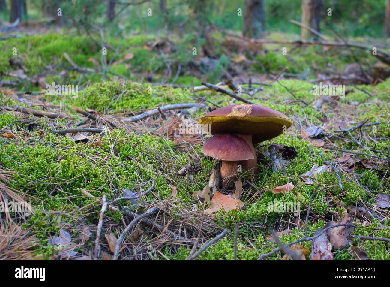 Pilze, die in grünem Moos wachsen. Herbstwald. Stockfoto