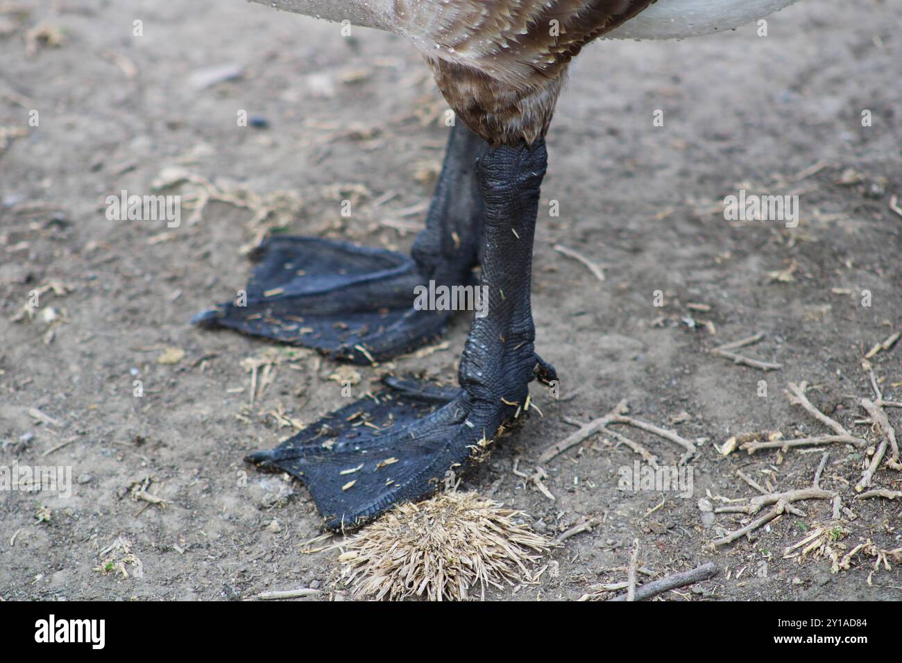 Die Gänsefüße aus nächster Nähe Stockfoto