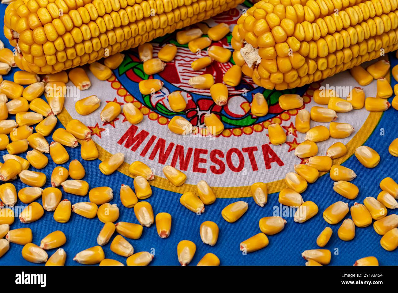 Die Flagge von Minnesota ist mit Maiskörnern bedeckt. Landwirtschaft, Landwirtschaft und Ethanolkonzept Stockfoto