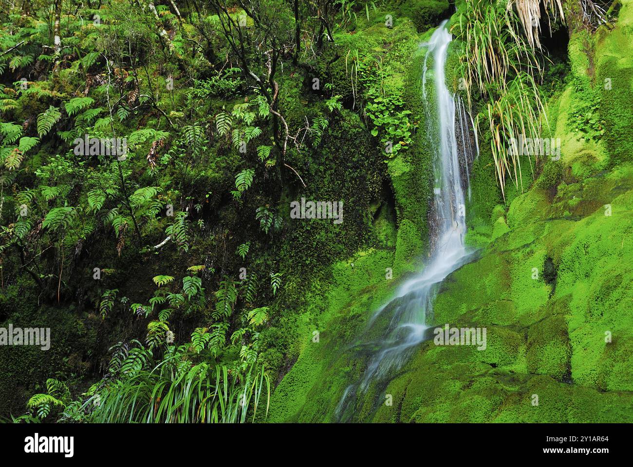 Wasserfall auf dem Routebrun Track, Routeburn Valley, Routeburn Track, Humboldt Mountains, Mount Aspiring National Park, Otago, Südinsel Neuseeland Stockfoto