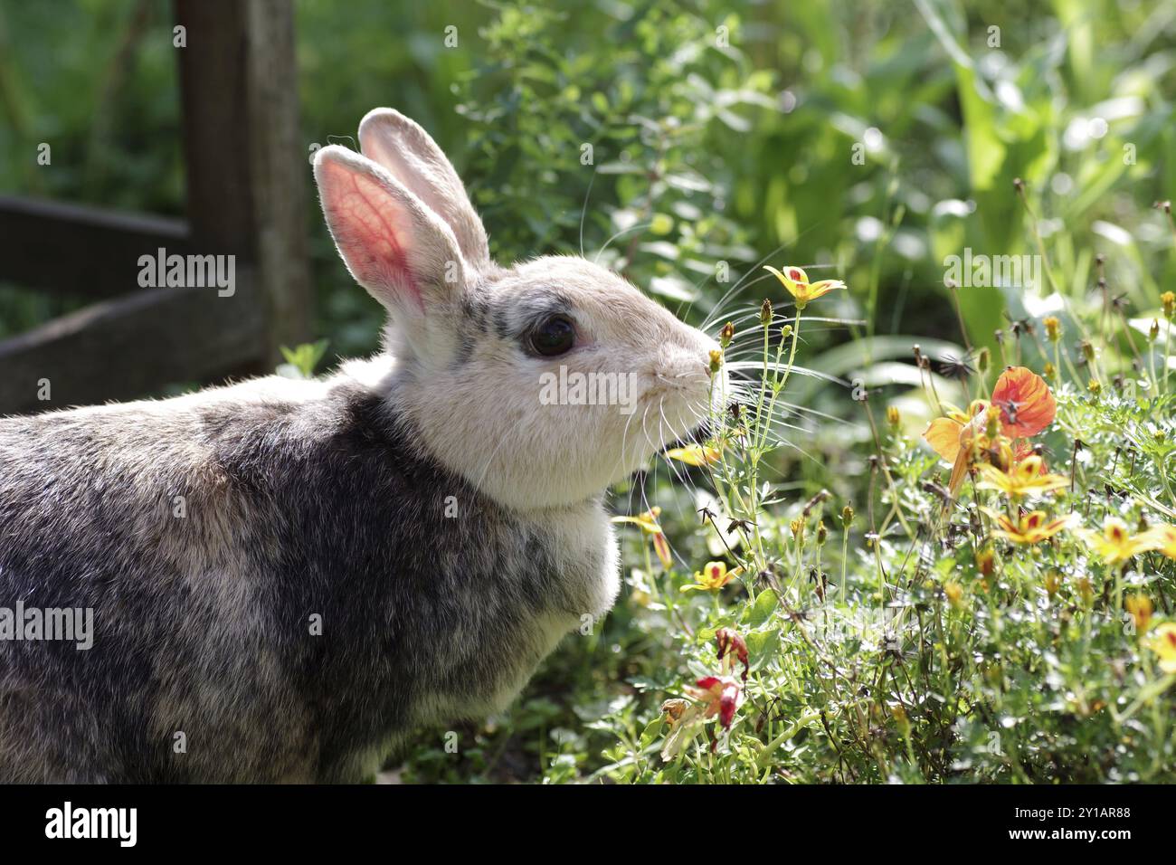 Kaninchen (Oryctolagus cuniculus domestica), Porträt, Blumen, Ein Kaninchen schnüffelt neugierig an einer Blume im Garten Stockfoto