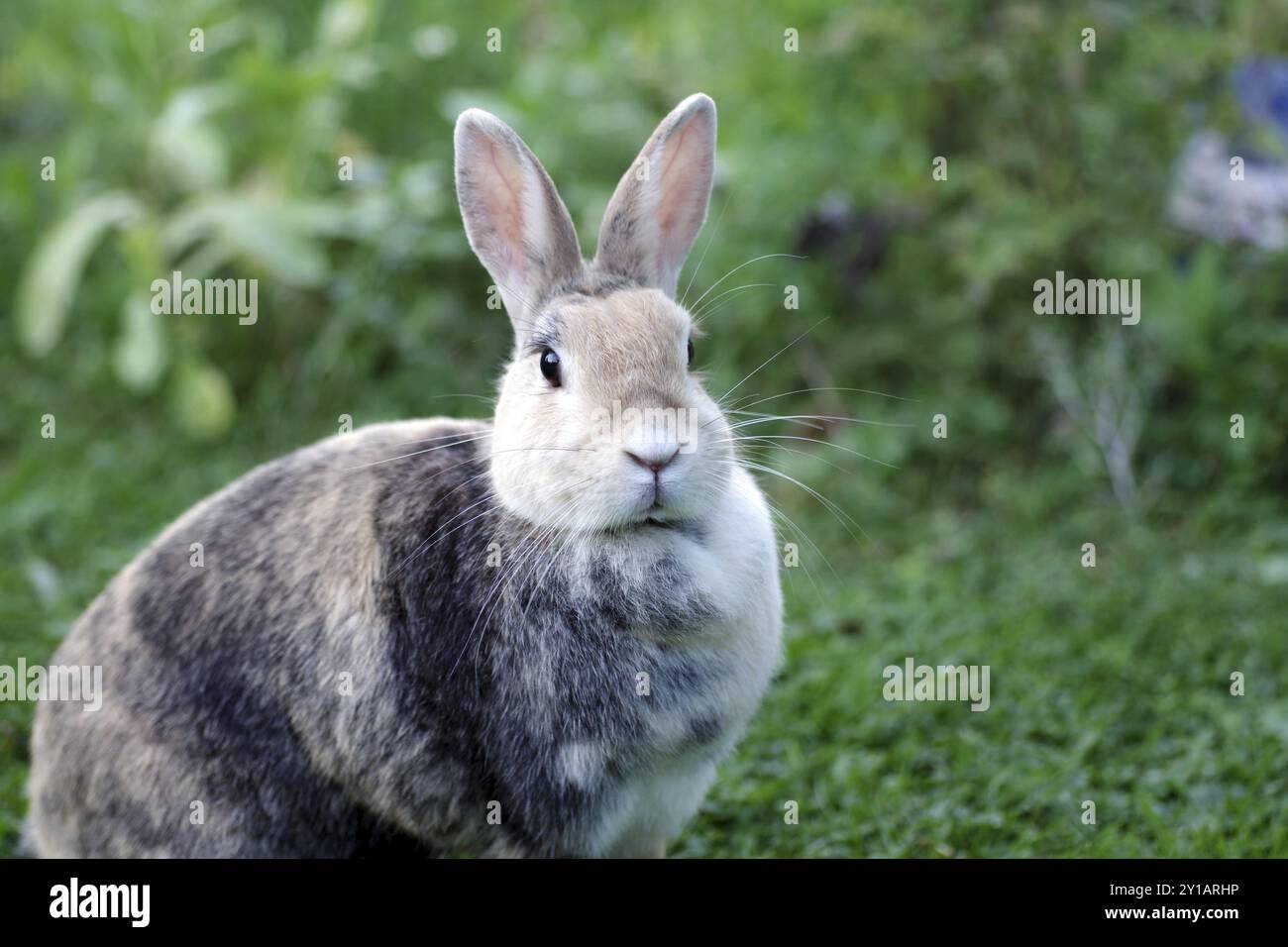 Kaninchen (Oryctolagus cuniculus domestica), Kopf, Nahaufnahme, süß, das Kaninchen schaut aufmerksam in die Kamera mit gestochenen Ohren Stockfoto