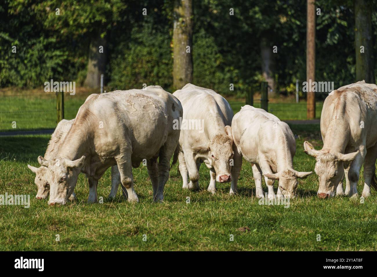 Gruppe weißer Kühe, die friedlich auf grüner Weide im Sonnenlicht weiden, Weseke, Münsterland, Deutschland, Europa Stockfoto