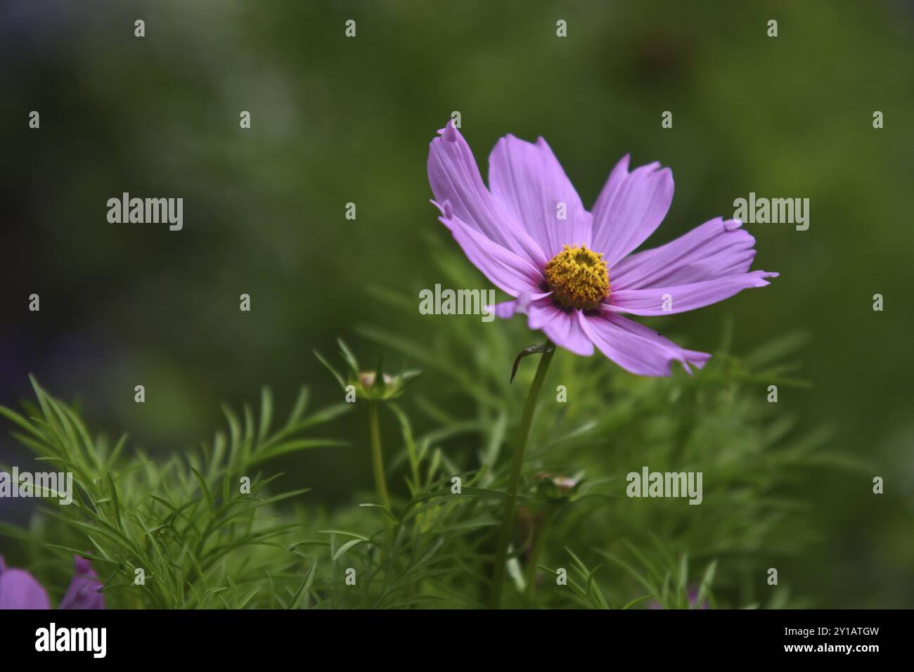 Schmuckkorb, Cosmos bipinnatus Stockfoto