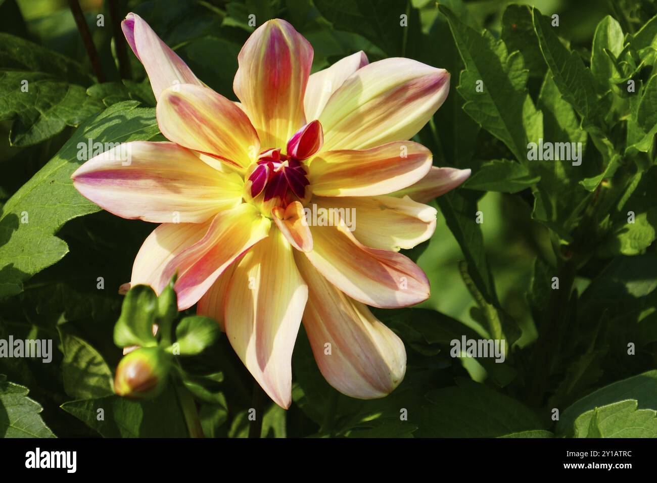 Wasserlilie Dahlia, glücklicher Schmetterling Stockfoto