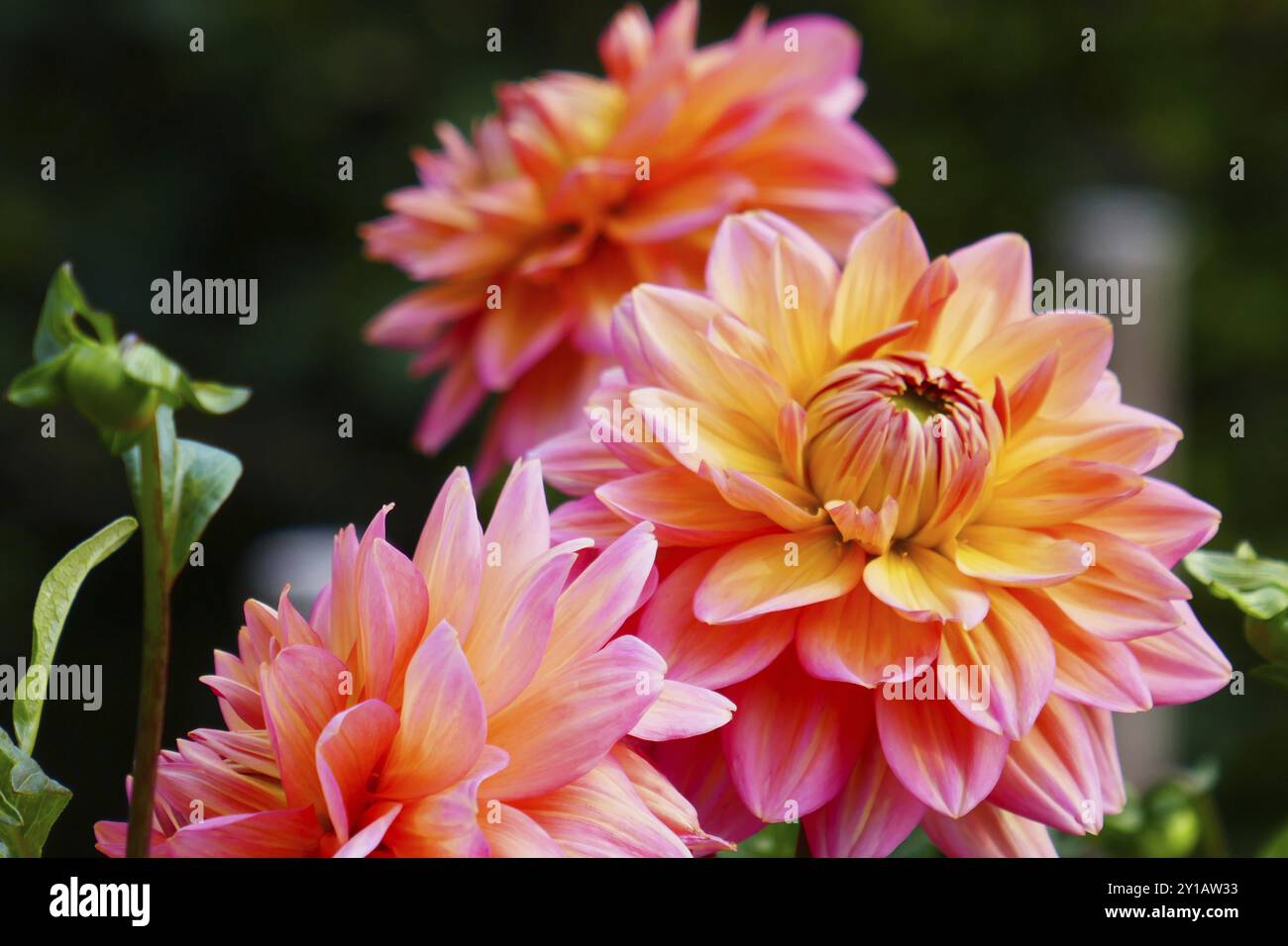 Schmuck Dahlia, John Neumeier, Z Wagschal 2007 Stockfoto