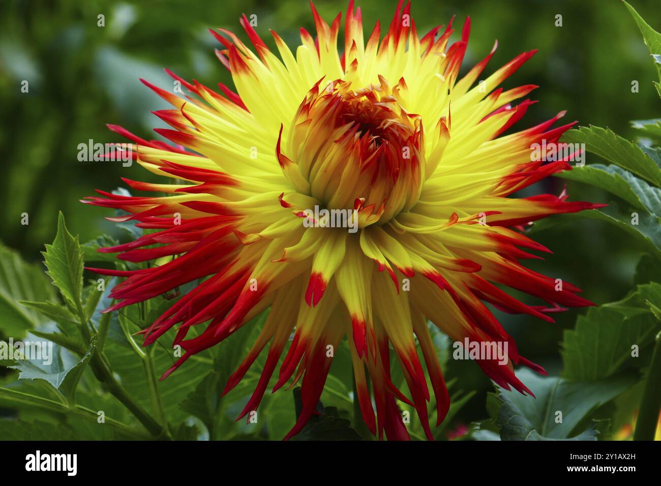 Schmuck Dahlia, Jessica Stockfoto