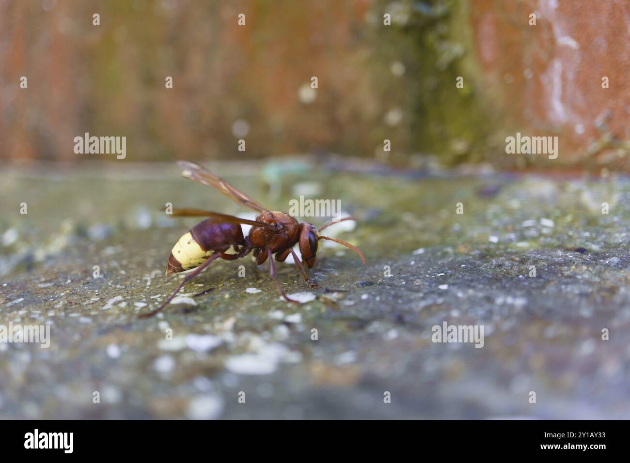 Nahaufnahme einer asiatischen Wespe, Vespa orientalis, auf dem Boden Stockfoto