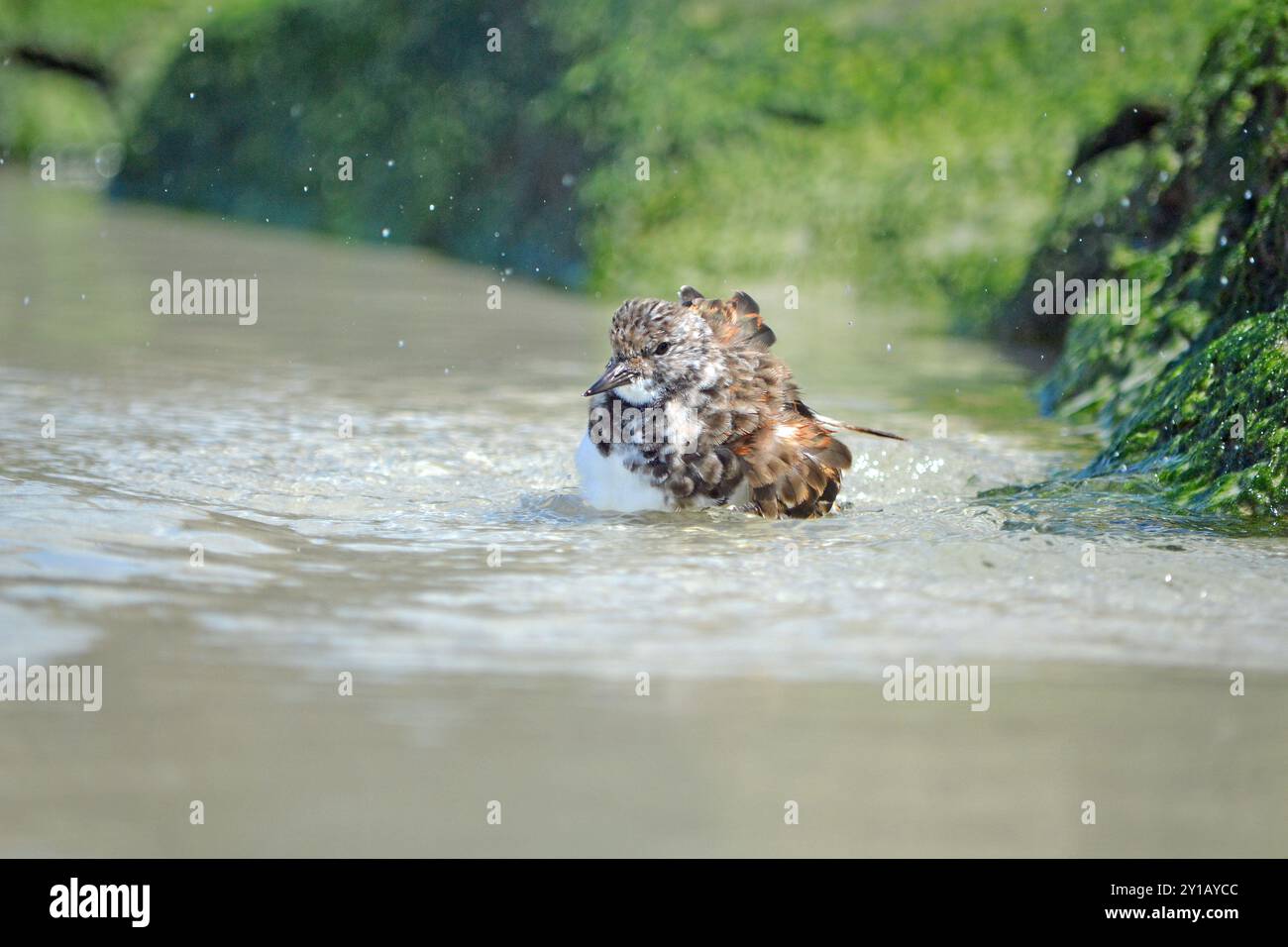 Ein roter Turnstone-Vogel badet im flachen Wasser des Wellenpools neben den algenbedeckten Felsen am Ponce Inlet, Jetty Beach, Florida. Stockfoto