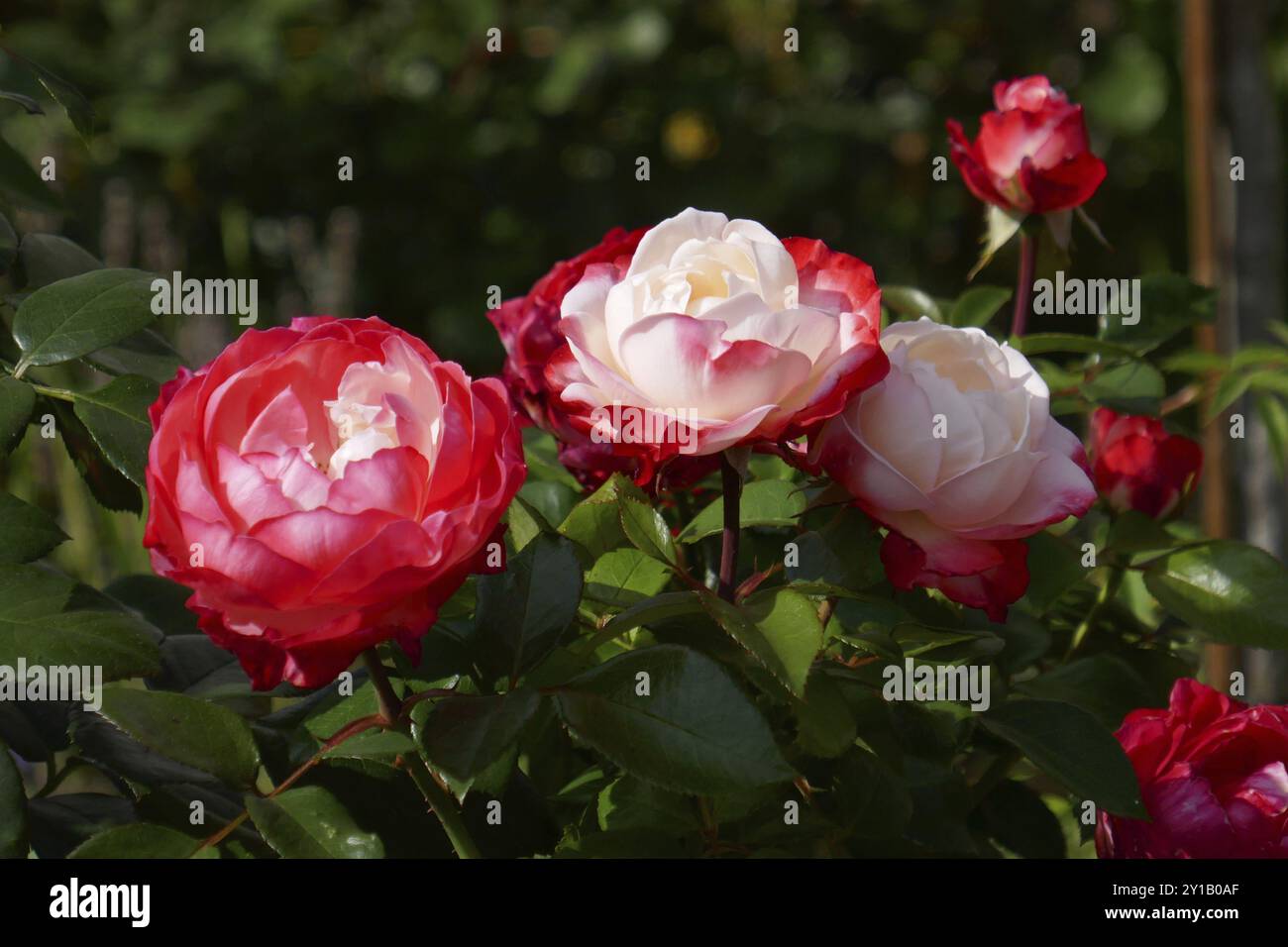 Duftende Rosennostalgie Stockfoto