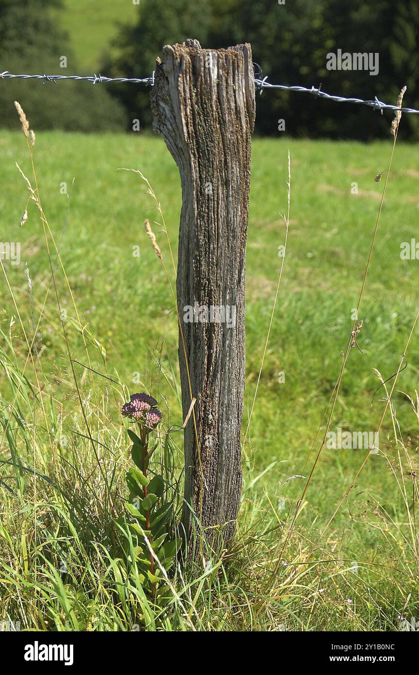 Prächtiger Steinkohl Stockfoto