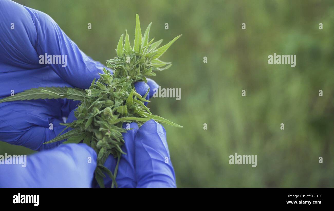 Nahaufnahme von Cannabisblättern und Narkoseknospen, die von einer menschlichen Hand mit medizinischen Handschuhen überprüft werden Stockfoto