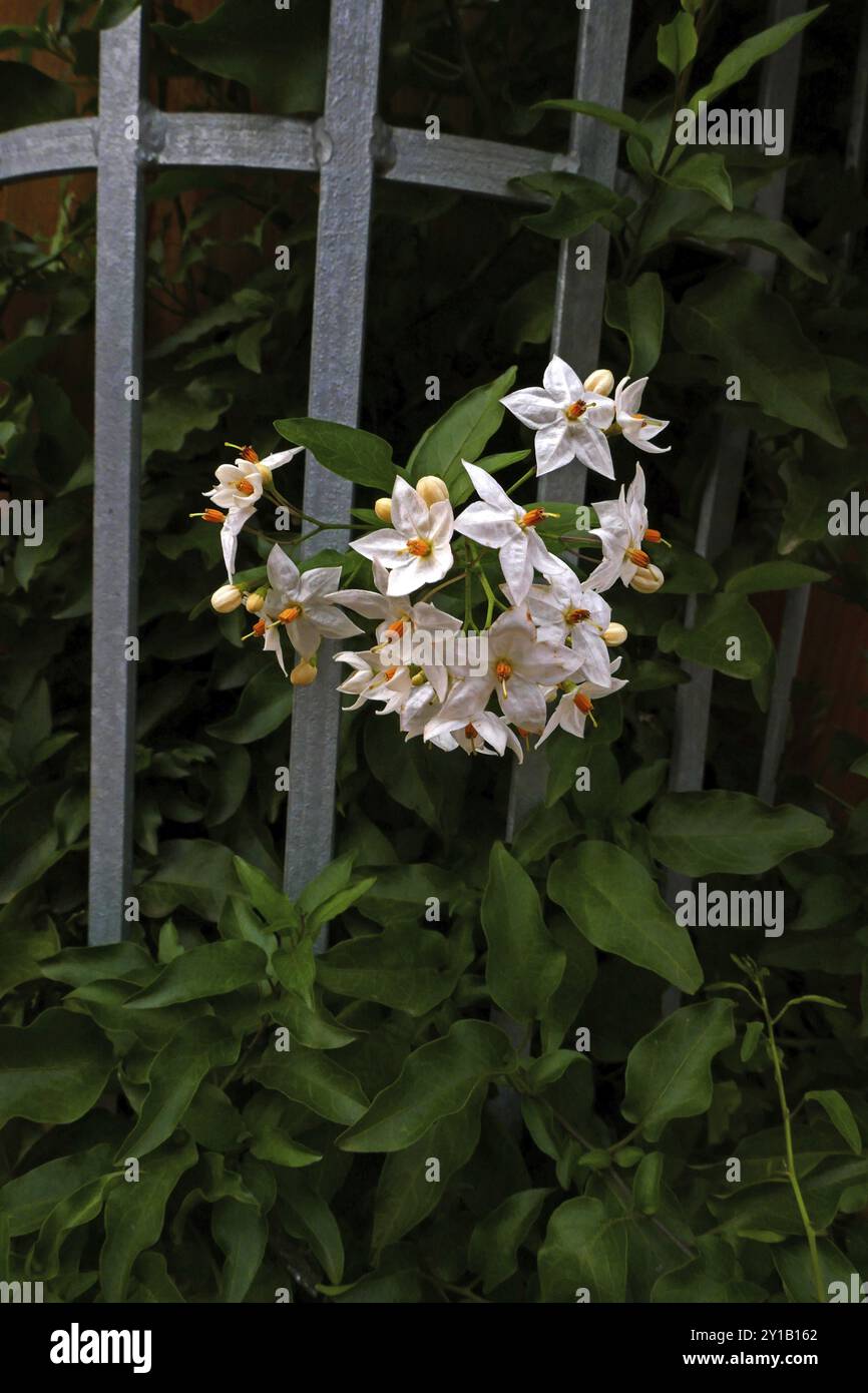 Solanum laxum Stockfoto