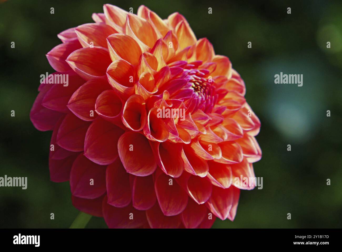 Ball Dahlia, Robin Hood Stockfoto