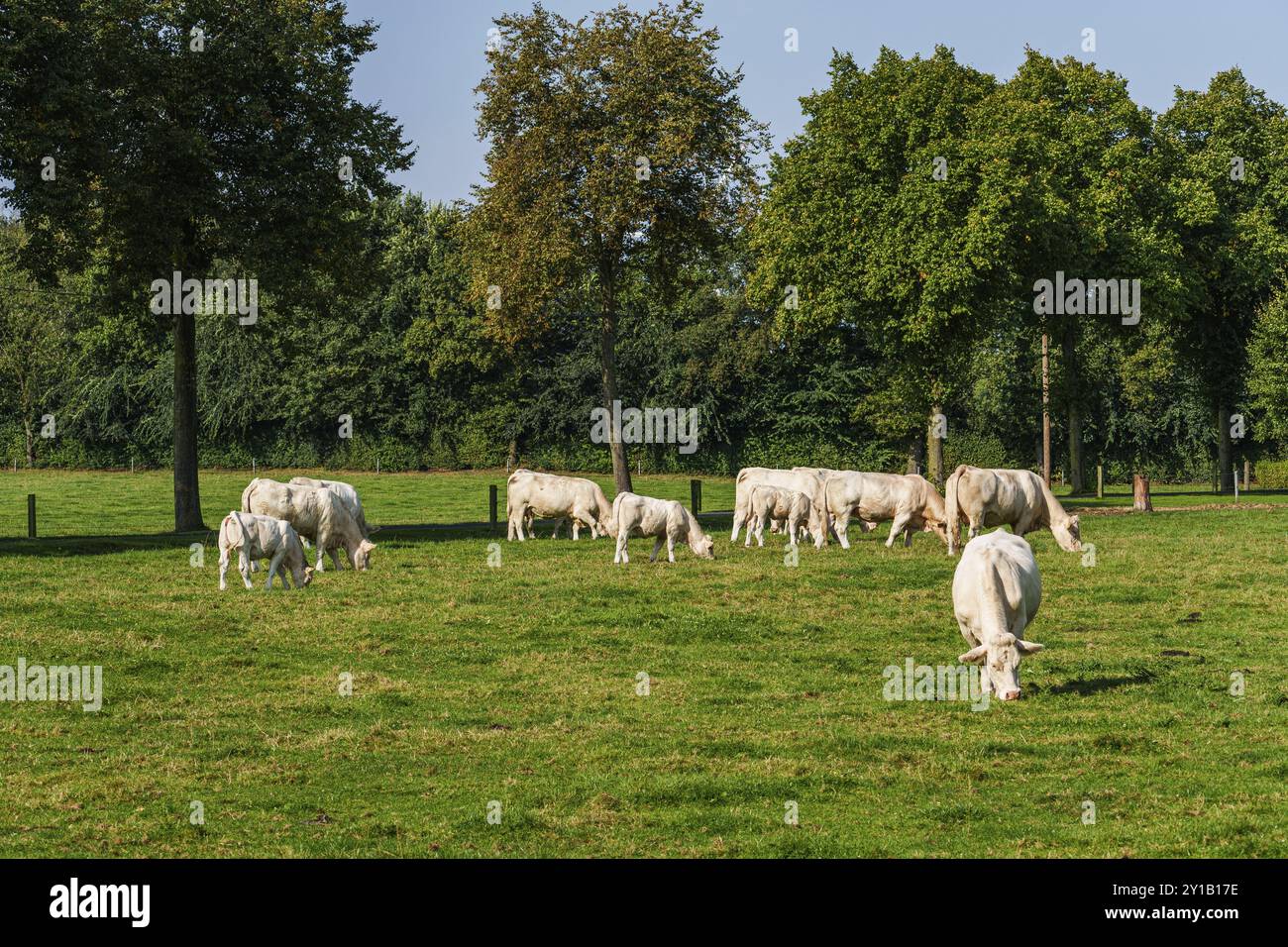 Kuhherde auf einer sonnigen Wiese mit Bäumen im Hintergrund, Weseke, Münsterland, Deutschland, Europa Stockfoto