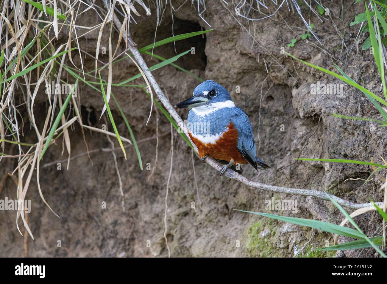 Ringed kingfisher (Ceryle torquata) Pantanal Brasilien Stockfoto