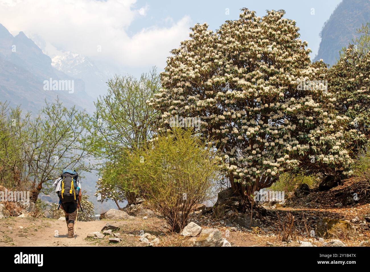 Trekker vorbei an einem blühenden Rhododendron im Langtang-Tal Stockfoto