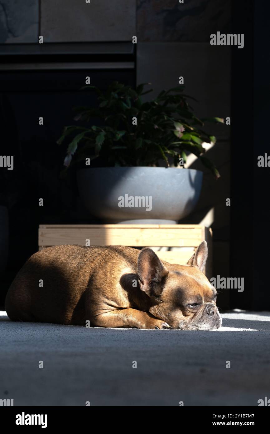 Eine verschlafene französische Bulldogge, die in einem Zimmer mit Zimmerpflanzen liegt. Stockfoto