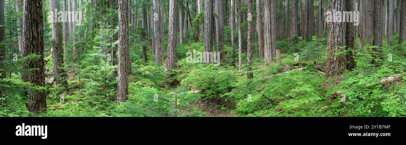 WA26035-00....WASHINGTON - Wald entlang des Appleton Pass Trail, Boulder Creek Valley, Olympic National Park. Stockfoto