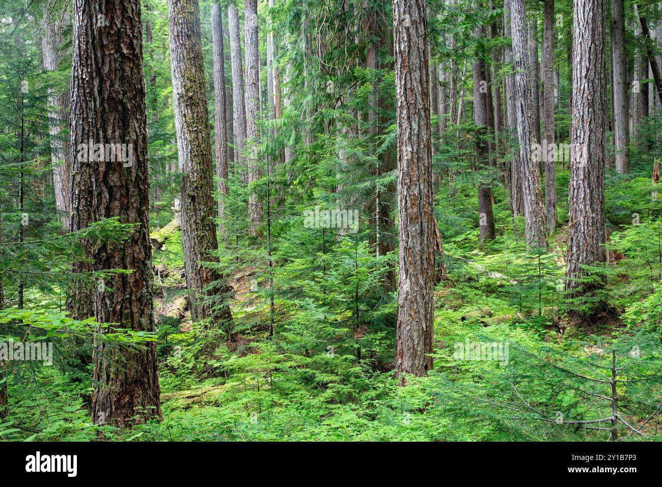 WA26036-00....WASHINGTON - Wald entlang des Appleton Pass Trail, Boulder Creek Valley, Olympic National Park. Stockfoto